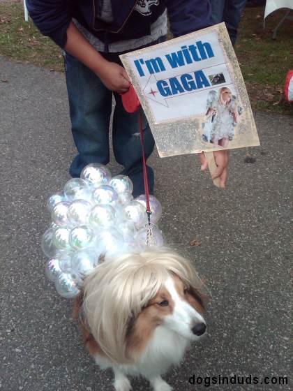 Lady Gaga Dog